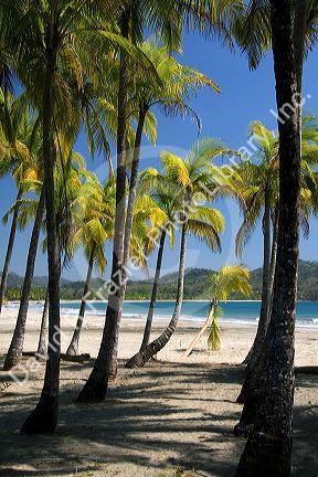Palm trees and the Pacific Ocean at Playa Carrillo near Samara, Costa Rica.