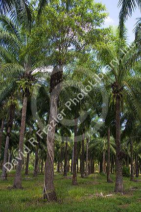Oil palm plantation near Parrita, Costa Rica.