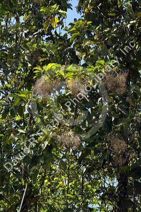 Teak seeds growing on the tree in a plantation near Parrita, Costa Rica.