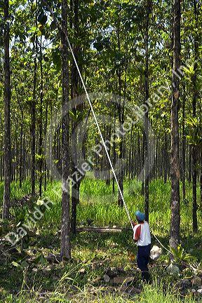 Worker pruning Teca trees on a plantation near Parrita, Costa Rica.