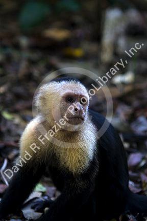 White-headed capuchin monkey in the Manuel Antonio National Park in Puntarenas province, Costa Rica.