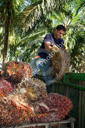 Newly havested oil palm fruit on a plantation near Caldera, Costa Rica.