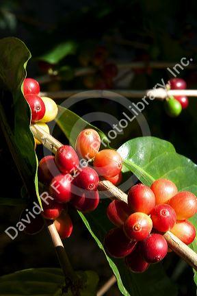 Coffee berries grow on a coffea arabica plantation in San Rafael de Heredia, Costa Rica.