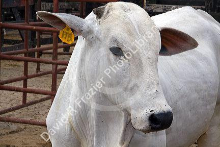 Brahman cattle on a ranch in Costa Rica.