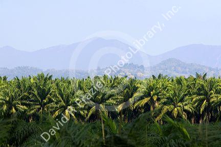 Oil palm plantation near Parrita, Costa Rica.