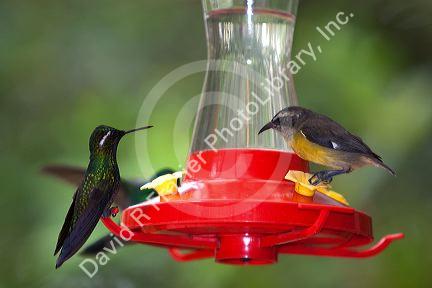 Birds on a bird feeder at the Selvatura Adventure Park located in the Cloud Forest of Monteverde, Costa Rica.