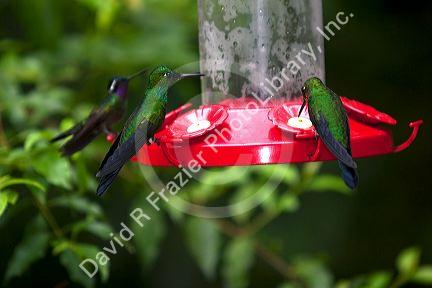 Male Green-crowned Brilliant hummingbird at the Selvatura Adventure Park located in the Cloud Forest of Monteverde, Costa Rica.