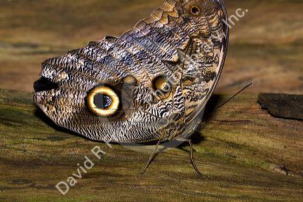 Owl butterfly in the Veragua Rainforest near Limon, Costa Rica.