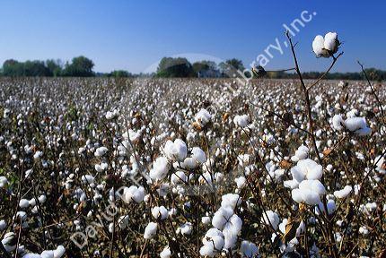 A cotton field in South Carolina.