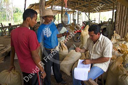 Costa Rican workers weigh bags of teak seed pods at a plantation near Tamarindo, Costa Rica.