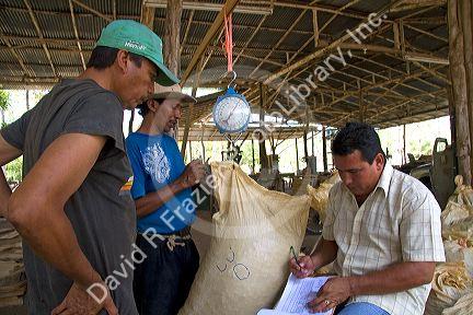 Costa Rican workers weigh bags of teak seed pods at a plantation near Tamarindo, Costa Rica.