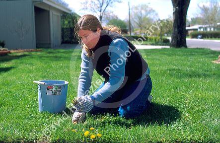 Young woman pulling dandelion weeds from a green lawn.  MR