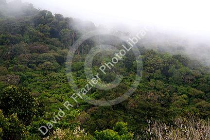 Mist hanging over the Monteverde Cloud Forest Preserve at Monteverde, Costa Rica.