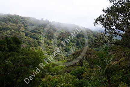 Mist hanging over the Monteverde Cloud Forest Preserve at Monteverde, Costa Rica.