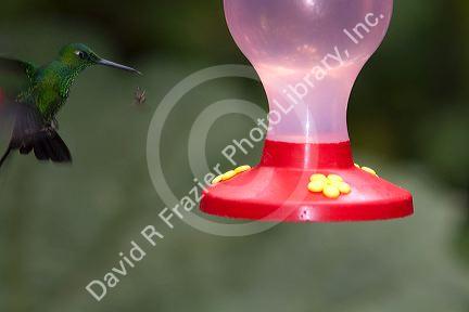 Male Green-crowned Brilliant hummingbird at the Selvatura Adventure Park located in the Cloud Forest of Monteverde, Costa Rica.