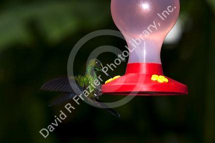 Male Green-crowned Brilliant hummingbird at the Selvatura Adventure Park located in the Cloud Forest of Monteverde, Costa Rica.