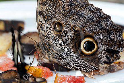 Butterfly gardens in the Selvatura Adventure Park located in the Cloud Forest of Monteverde, Costa Rica.