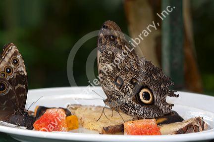 Butterfly gardens in the Selvatura Adventure Park located in the Cloud Forest of Monteverde, Costa Rica.