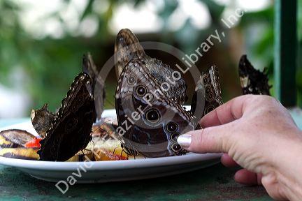Butterfly gardens in the Selvatura Adventure Park located in the Cloud Forest of Monteverde, Costa Rica.