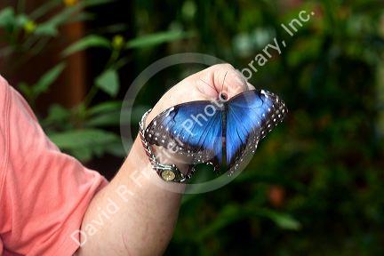 Butterfly gardens in the Selvatura Adventure Park located in the Cloud Forest of Monteverde, Costa Rica.