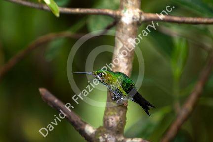 Male Green-crowned Brilliant hummingbird at the Selvatura Adventure Park located in the Cloud Forest of Monteverde, Costa Rica.