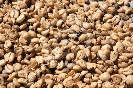 Sun drying coffee beans before roasting at Britt coffee in San Rafael de Heredia, Costa Rica.
