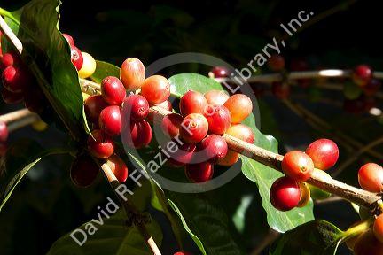 Coffee berries grow on a coffea arabica plantation in San Rafael de Heredia, Costa Rica.
