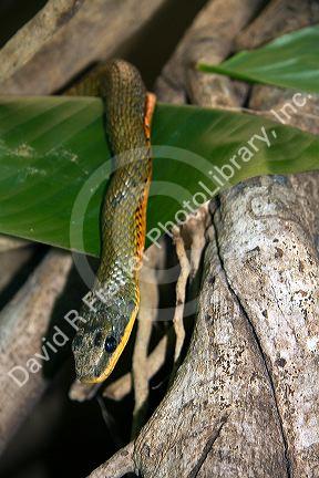 Bird snake in the Veragua Rainforest near Limon, Costa Rica.