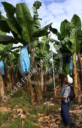 Worker pruning banana plants on a plantation near Siquirees, Limon province, Costa Rica.