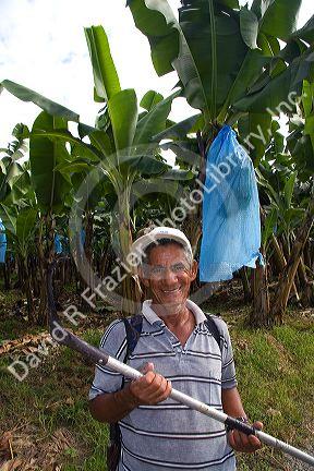 Worker pruning banana plants on a plantation near Siquirees, Limon province, Costa Rica.