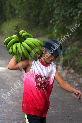 Costa Rican boy carrying a newly harvested bunch of bananas near Siquirees, Limon province, Costa Rica.
