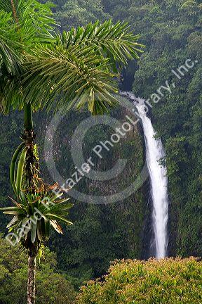 La Fortuna Waterfall in the Arenal Volcano National Park near La Fortuna, San Carlos, Costa Rica.