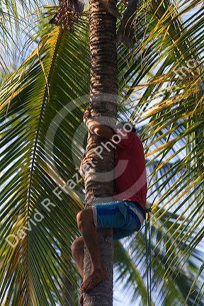 Man climbing a coconut palm in the Manuel Antonio National Park in Puntarenas province, Costa Rica.