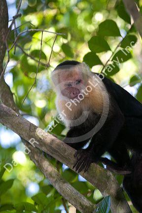 White-headed capuchin monkey in the Manuel Antonio National Park in Puntarenas province, Costa Rica.