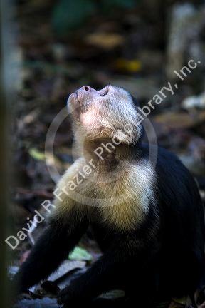 White-headed capuchin monkey in the Manuel Antonio National Park in Puntarenas province, Costa Rica.