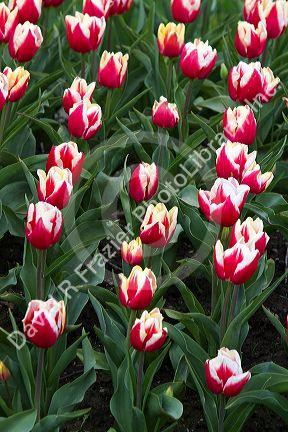 Show garden of spring-flowering tulip bulbs in Skagit Valley, Washington, USA.