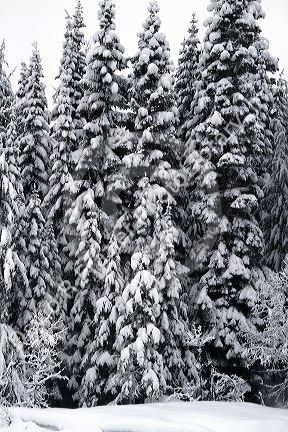 Winter weather at the Snoqualmie Pass summit along Interstate 90 through the Cascade Range in Washington, USA.