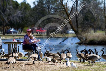 Mother and child feeding canadian geese at Ann Morrison Park in Boise, Idaho, USA.