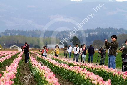 Show garden of spring-flowering tulip bulbs in Skagit Valley, Washington, USA.