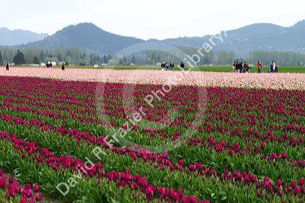 Show garden of spring-flowering tulip bulbs in Skagit Valley, Washington, USA.