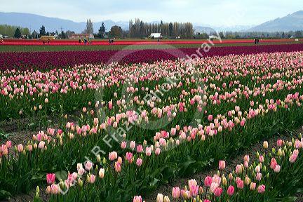 Show garden of spring-flowering tulip bulbs in Skagit Valley, Washington, USA.