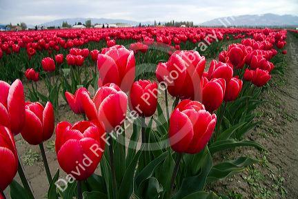 Show garden of spring-flowering tulip bulbs in Skagit Valley, Washington, USA.