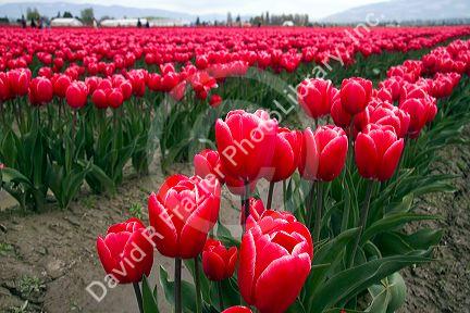 Show garden of spring-flowering tulip bulbs in Skagit Valley, Washington, USA.