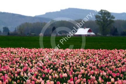 Show garden of spring-flowering tulip bulbs in Skagit Valley, Washington, USA.