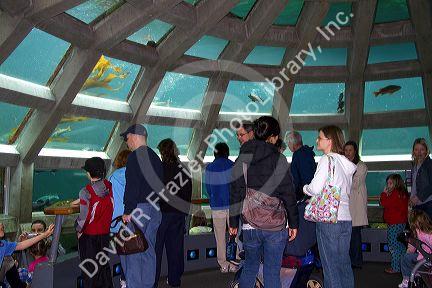 Visitors view sealife at the Seattle Aquarium located on Pier 59 in Seattle, Washington, USA.
