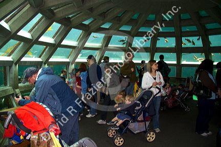 Visitors view sealife at the Seattle Aquarium located on Pier 59 in Seattle, Washington, USA.