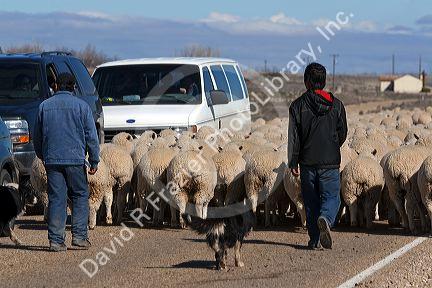 Sheep being moved to lambing areas in Canyon County, Idaho, USA.