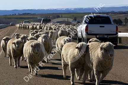 Sheep being moved to lambing areas in Canyon County, Idaho, USA.