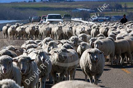 Sheep being moved to lambing areas in Canyon County, Idaho, USA.