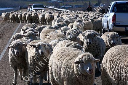 Sheep being moved to lambing areas in Canyon County, Idaho, USA.